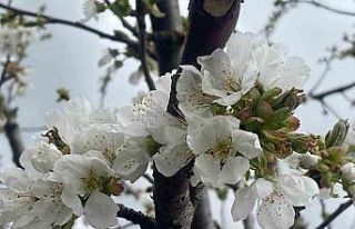 Kiraz ve vişnede çiçeklenme dönemi öncesi ilaçlama...