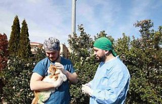 Kırık bacakla geldi, adı "Şanslı" oldu
