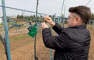 Kırklareli’nde kahverengi kokarca böceği zararlarına...