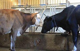 Kırmızı Et Üreticileri Birliği, Güney Amerika’dan...