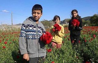 Kırmızı ile yeşilin birleştiği bakla tarlasında...