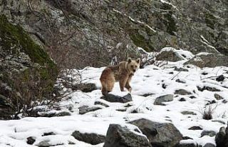 Kış uykusundan uyanan boz ayı yiyecek ararken görüntülendi