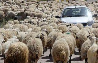 Kışı atlatan besicileri yüksek maliyetli çoban...