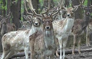 Kızıl geyikler boynuzlarını değiştiriyor