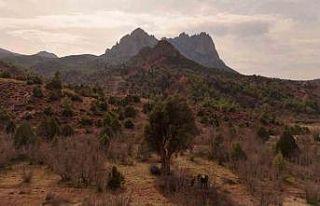 Köklerini 8 asırdır Eskişehir topraklarına salan...