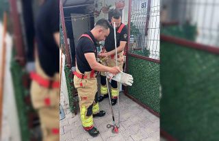 Konteynere giren yılanı itfaiye yakaladı