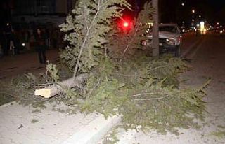 Konya’da otomobil refüjdeki ağaca çarptı: 6...