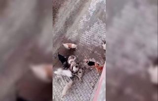 Köpekler arasında yaşanan korkutan boğuşma kamerada