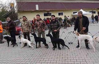 Köpekler en gözde özellikleriyle yarıştı