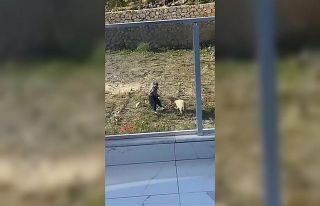 Koyuna tekme atıp, iple eziyet eden şahıs gözaltına...