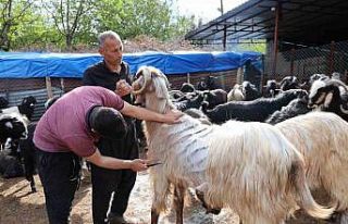 Küçükbaş hayvanların kırkım mesaisi başladı