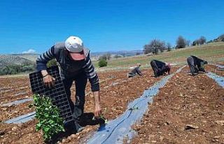 Kuraklığa dayanıklı karpuz fidesi dikimine başlandı