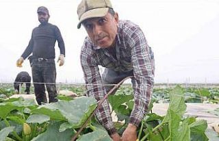 Kuraklık nedeniyle hasadına geç başlanan kabak...