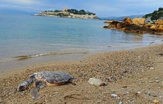 Kuşadası’nda deniz kaplumbağası kıyıya vurdu