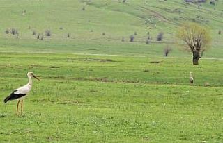 Leylekler Muş Ovası’na döndü