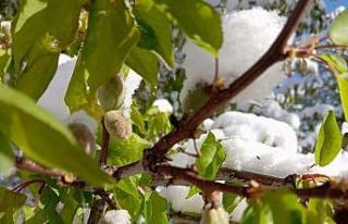 Malatya’da kayısıyı zirai don vurdu