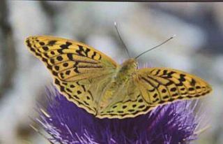 Mersin’de ’Mutlu Kelebekler Festivali’