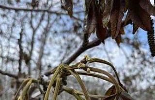 Milletvekili Ahlatcı’dan zirai don açıklaması