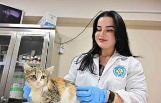 Minik Patiler Kliniği’nde kısırlaştırılan...