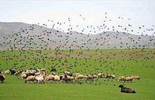 Muş Ovası’nda kuzu ve kuşların cıvıl cıvıl...