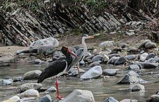 Nadir görülen kara leylek Pülümür Çayında objektiflere...