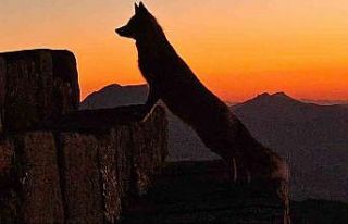 Nemrut’taki yaban yaşamı ilgi çekmeye başladı