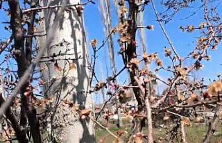 Nisan ayazı kayısıyı etkiledi