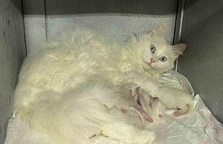 Nisan ayında 52 Ankara Kedisi dünyaya geldi