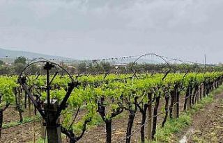 Nisan yağmurları çiftçiyi sevindirdi