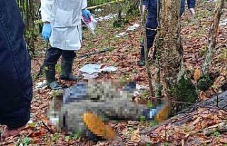 Ormanda tüfekle vurulmuş halde ölü bulundu