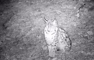 "Ormanın hayaleti" vaşak doğal ortamında...