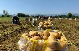 Patates ihracatı 2 ayda 114 kat arttı