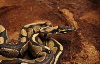 Sakarya’da kraliyet pitonu ele geçirildi, iş yeri...