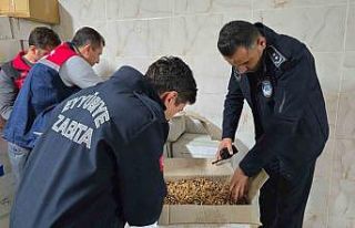 Şanlıurfa’da 11 ton kurtlanmış ceviz içi ele...