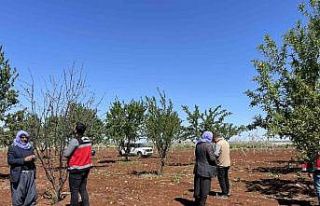 Şanlıurfa’da zirai donun etkili olduğu badem...