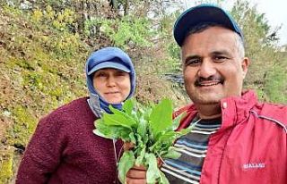 Sarıgöl’de kuzugöbeği ve acı ot mesaisi