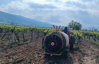 Sarıgöl’de yağmur sonrası bağlarda ilaçlama...