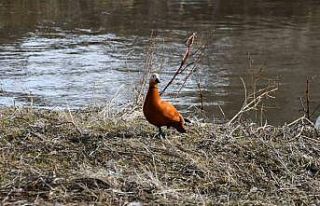 Sarıkamış’ta angutlar eşleriyle görüntülendi
