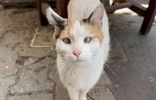 Şaşı kedi, mahallelinin maskotu haline geldi
