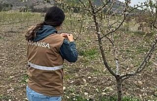 Selendi’de zirai don için hasar tespit çalışmaları...