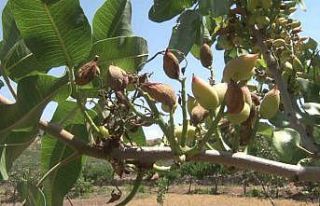 Siirt’te nisan yağmurları bereketi getirdi