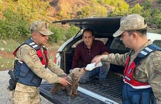 Siirt’te yaralı kızıl şahin koruma altına alındı,...
