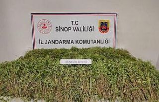 Sinop’ta bahçesinde 31 bin 265 kök kenevir ele...