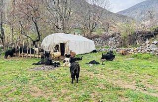 Şırnak’ta sokak köpekleri ağıla girdi, 18 keçi...