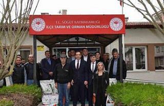 Söğüt’te çiftçilere yüzde 50 hibeli ayçiçeği...