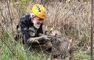 Su dolu kuyuya düşen köpek kurtarıldı