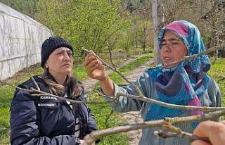 Tarım alanlarında "zarar tespit" incelemesi