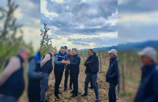 Tarım alanlarındaki zirai don hasarı inceleniyor