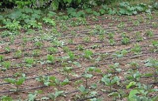 Tarımsal sulamada "kamu spotu" önerisi