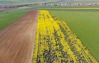 Tarla değil adeta tablo:Tekirdağ’da sarı bahar